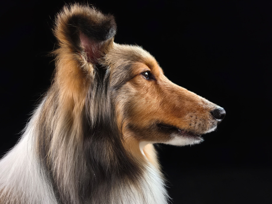 Un portrait de chien a été pris à l’aide de l’appareil photo 200 MP du Galaxy S26 Ultra. La texture et les détails restent fidèles à la réalité.