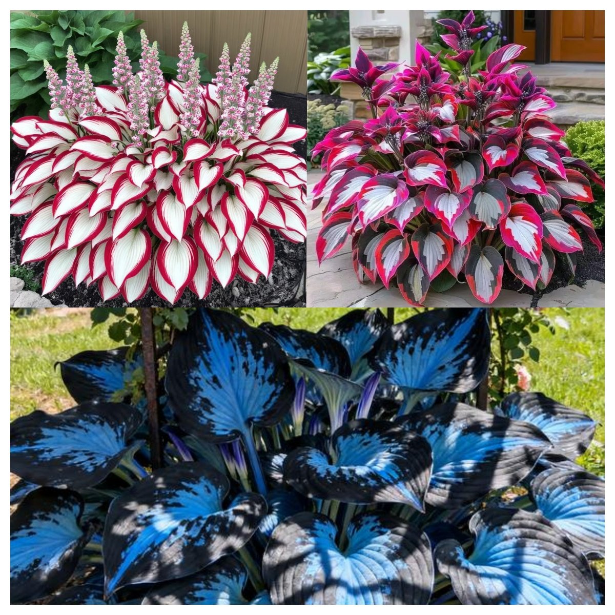 💥Hot Sale 🌌Hosta Seeds Perennial Shade Plant for Garden
