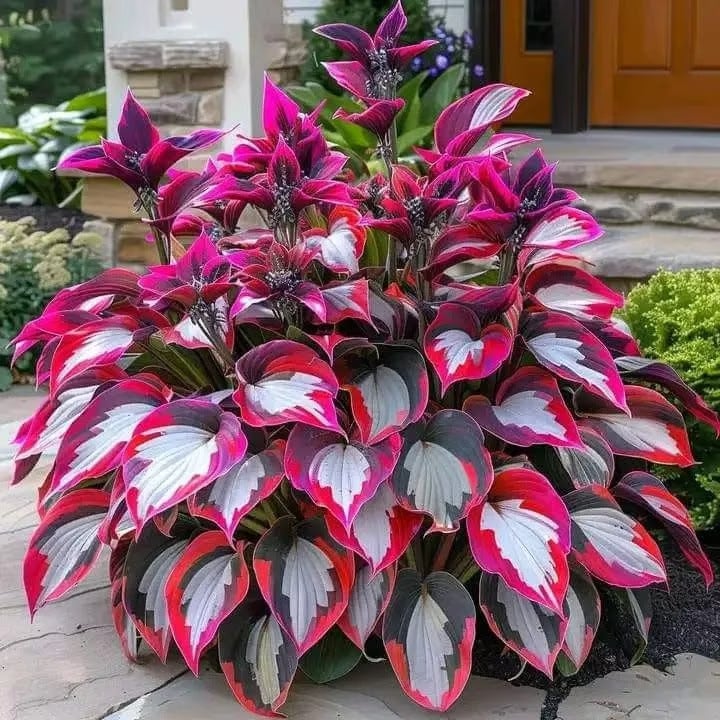 💥Hot Sale 🌌Hosta Seeds Perennial Shade Plant for Garden