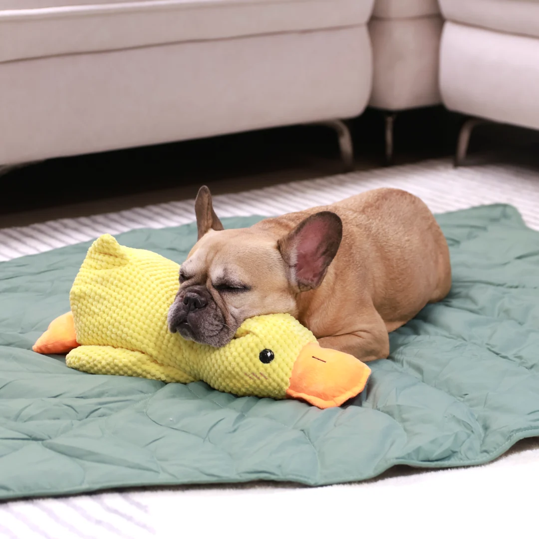 Calming Duck