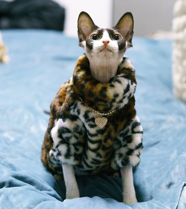The Meow Boss' Luxury design cat jacket