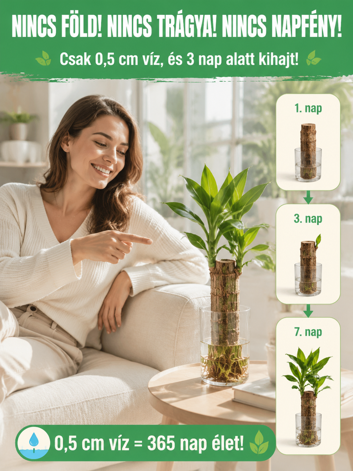 【Vízben Életre Kel】Négyévszakos Brazil Szerencsebambusz - 50% Akció