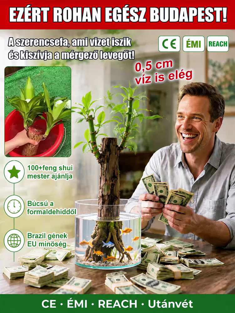 【Vízben Életre Kel】Négyévszakos Brazil Szerencsebambusz - 50% Akció