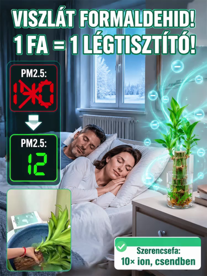【Vízben Életre Kel】Négyévszakos Brazil Szerencsebambusz - 50% Akció