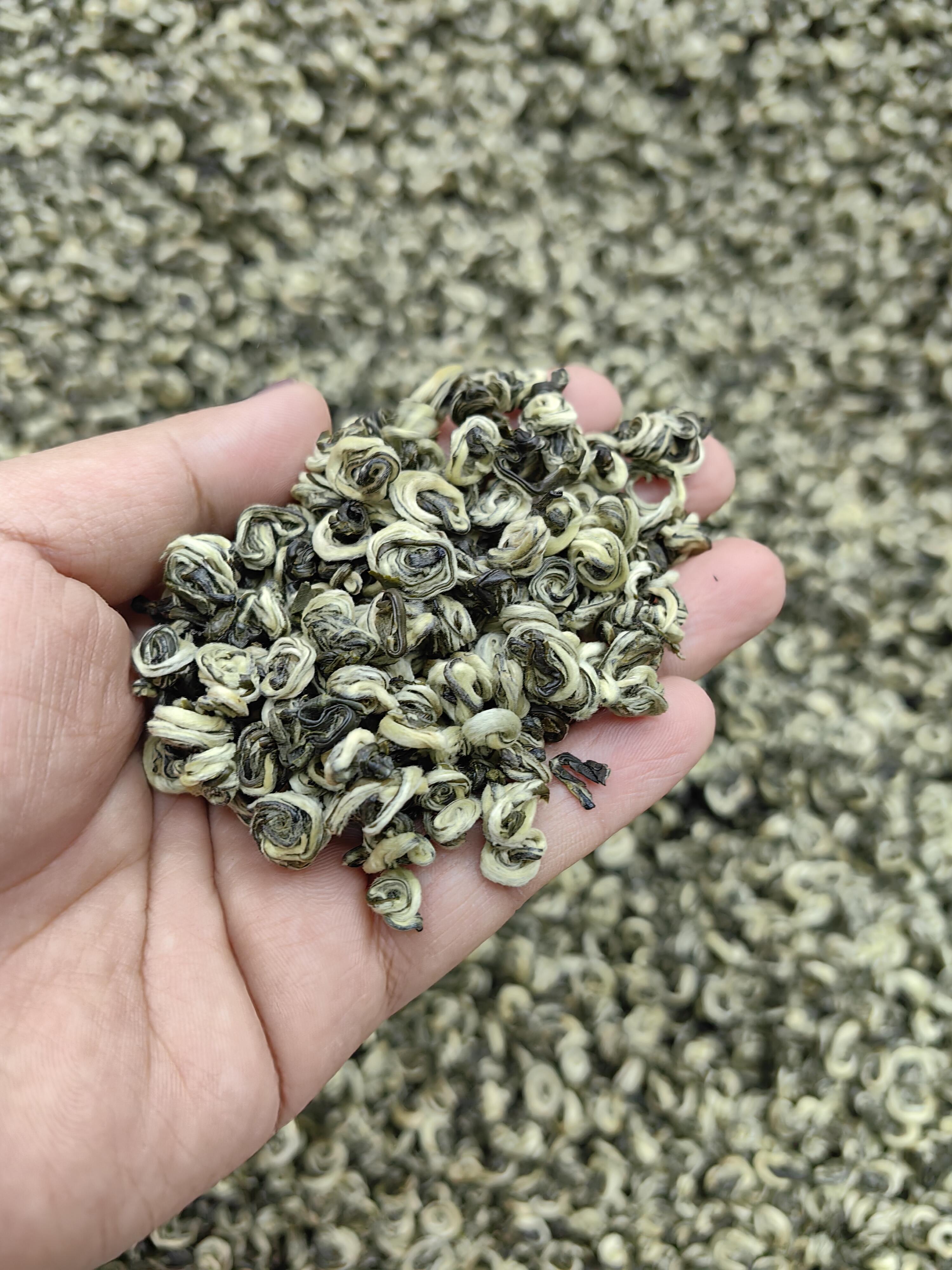 Kungfuyang 2026 "First-Pick" Pre-Chingming Bi Luo Chun Green Tea, product view 8