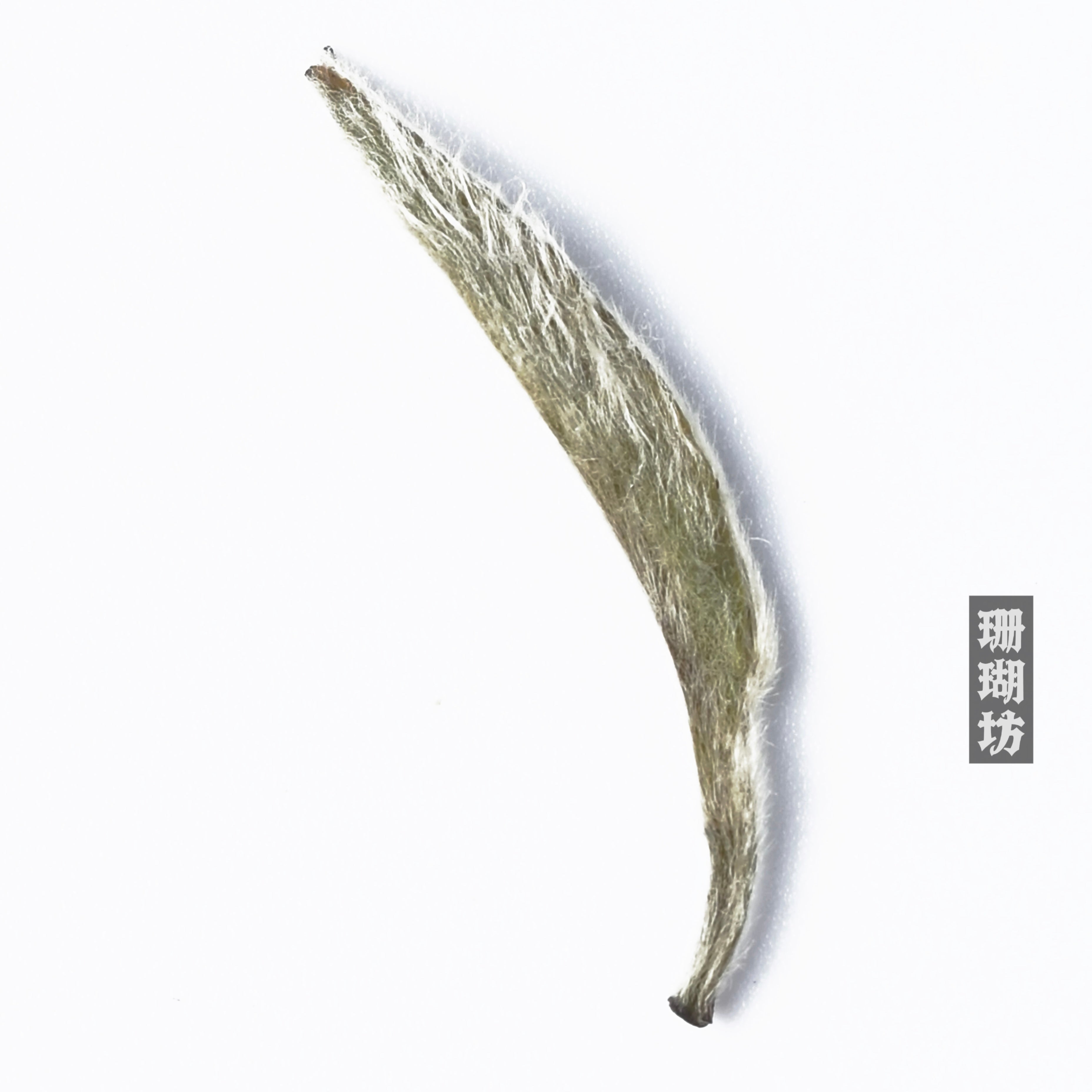 2024 first spring silver needle white tea – Silver Needle White Tea, First Spring 2024 Harvest by Kungfuyang