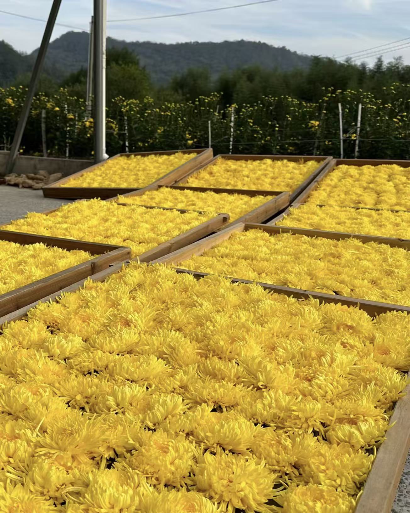 2025 golden silk chrysanthemum tea – 2025 Golden Silk Chrysanthemum Tea by Kungfuyang