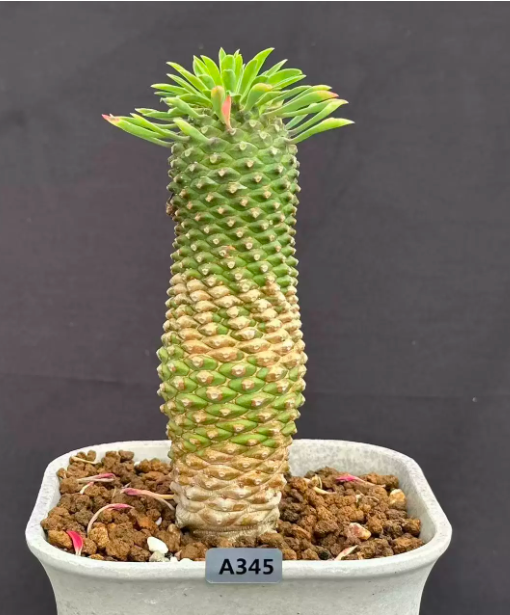 🌿 Euphorbia bupleurifolia