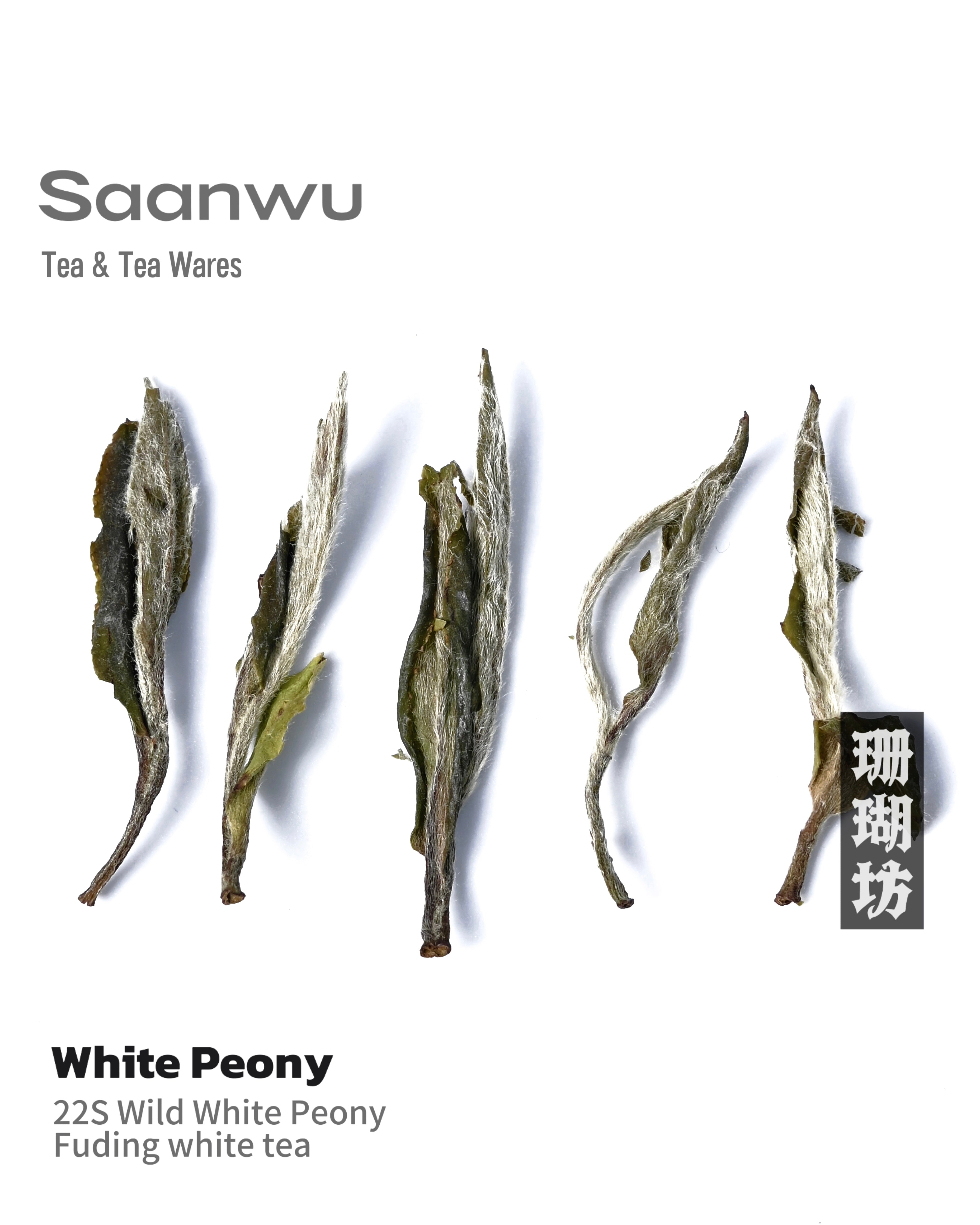 3years old aged white tea – 2022 Wild-Grown White Peony Fuding White Tea by Kungfuyang