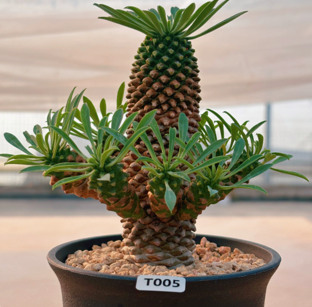 🌿 Euphorbia bupleurifolia