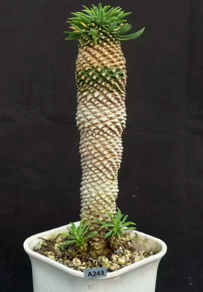🌿 Euphorbia bupleurifolia