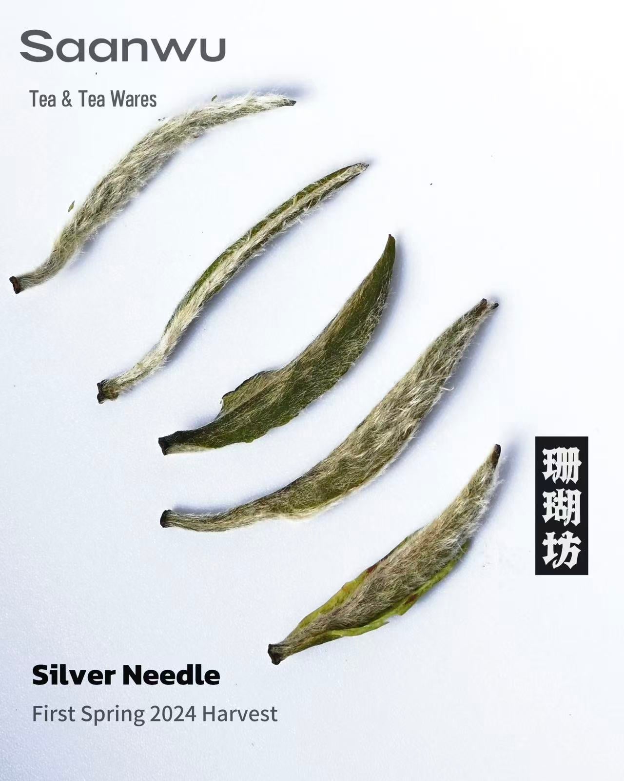 brewing silver needle in glass cup – Silver Needle White Tea, First Spring 2024 Harvest by Kungfuyang