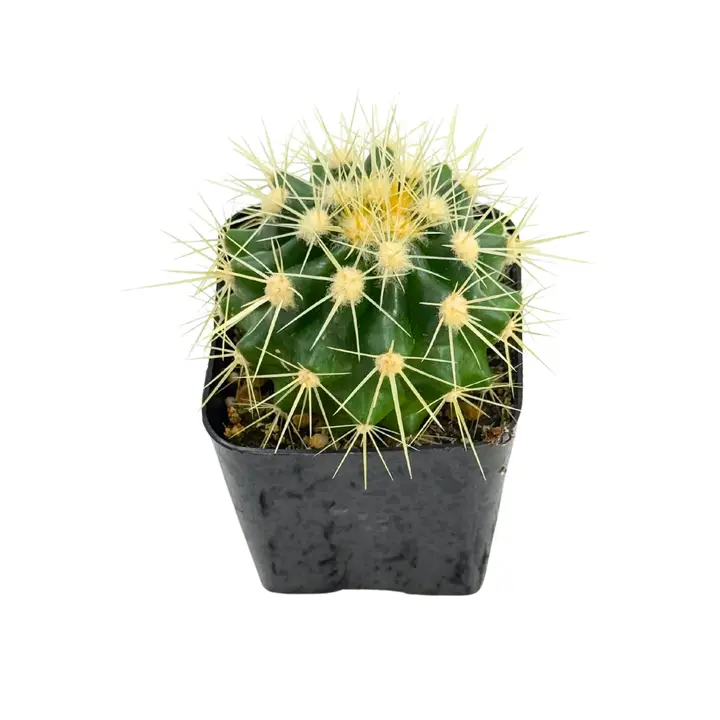 Golden Barrel Cactus | 2.5 Inch | Echinocactus Grusonii