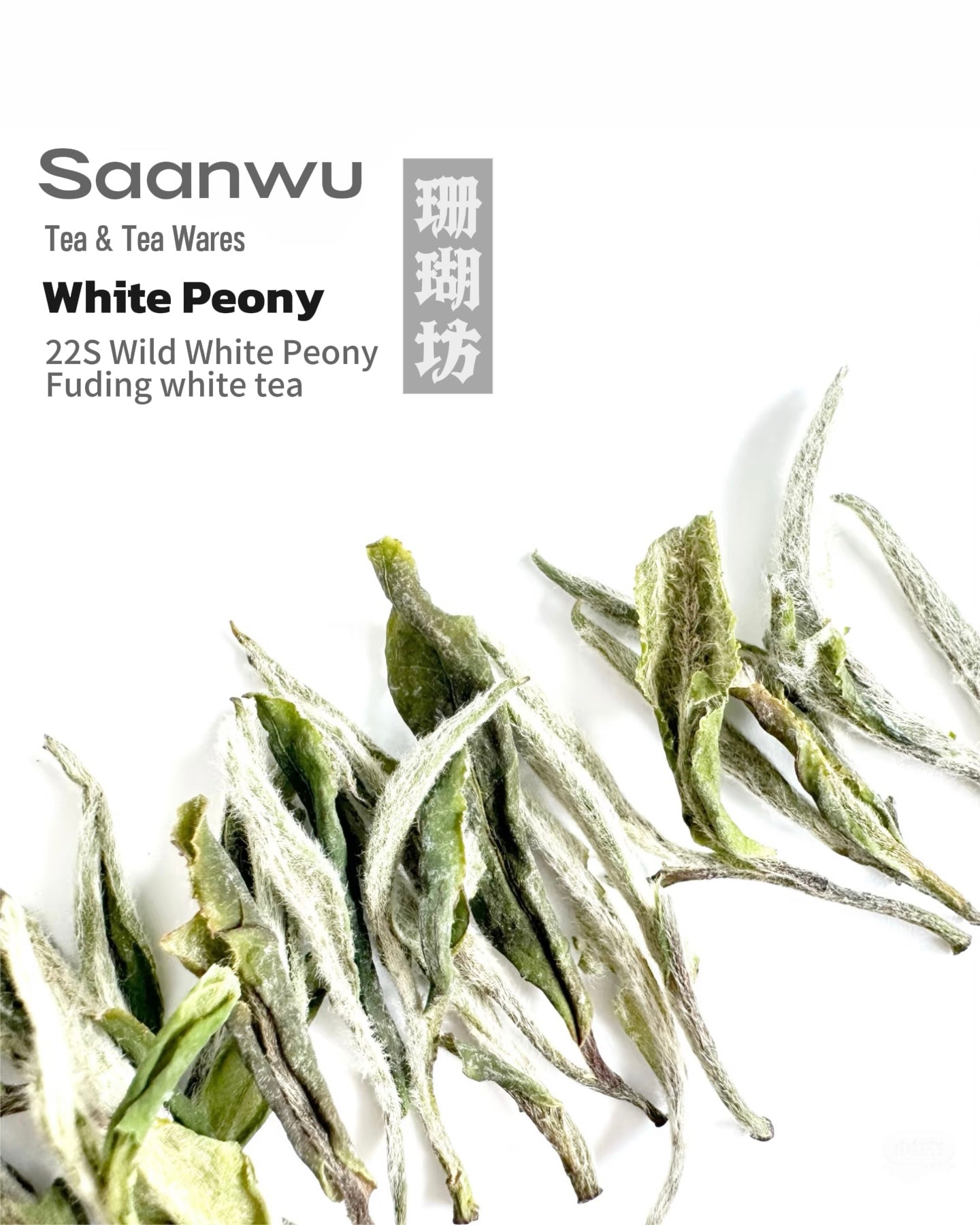 fuding white tea bai mu dan – 2022 Wild-Grown White Peony Fuding White Tea by Kungfuyang
