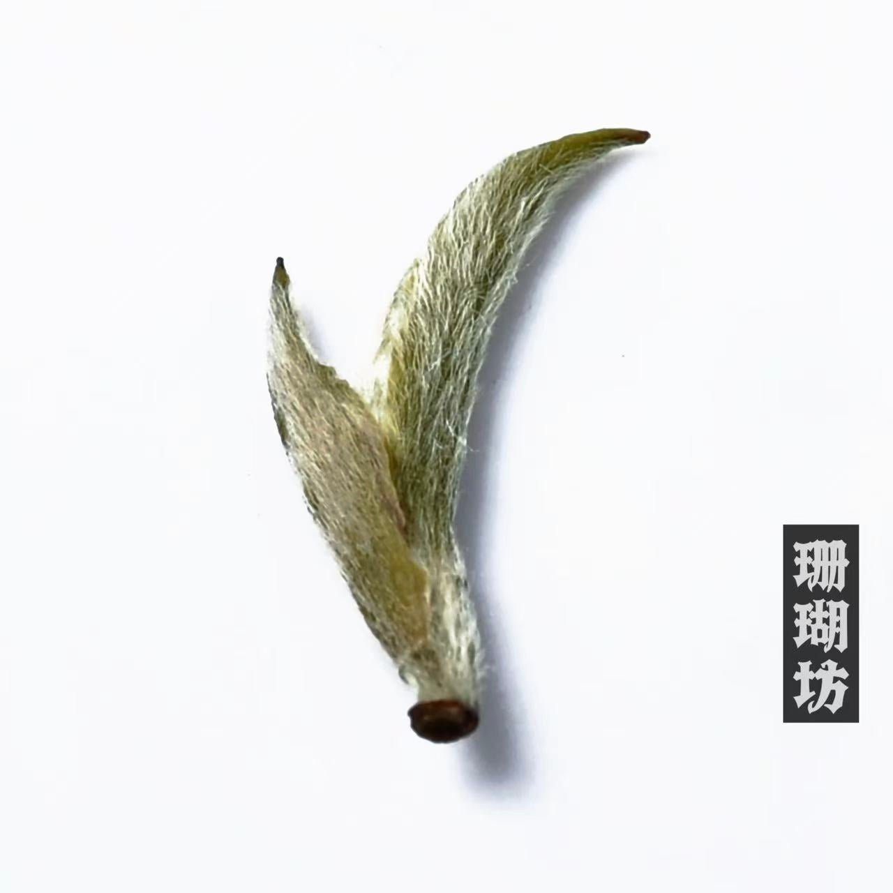 huangshan maofeng green tea 2025 harvest – Huangshan Maofeng Green Tea, First Spring 2026 Harvest by Kungfuyang