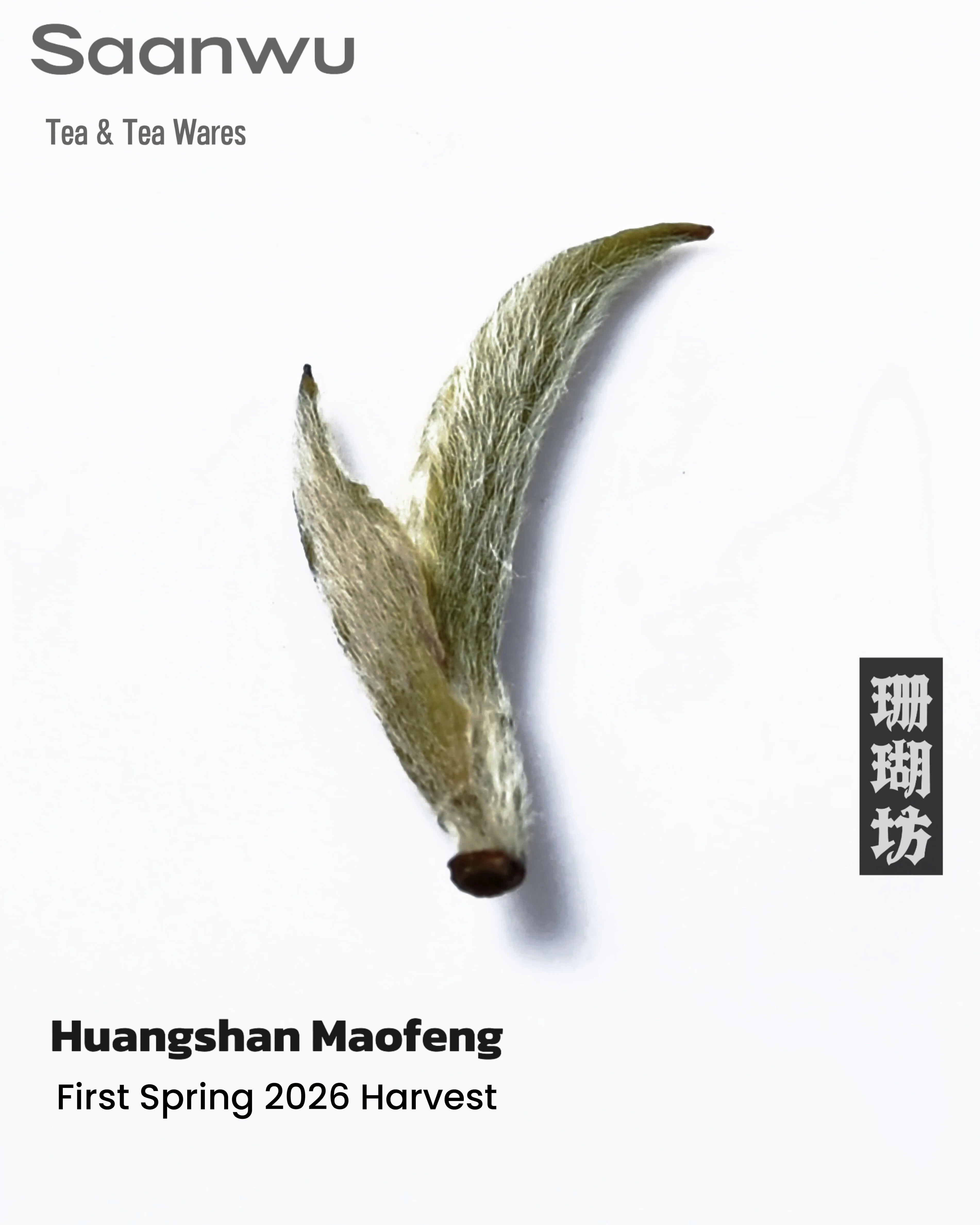 huangshan maofeng green tea 2026 harvest – Huangshan Maofeng Green Tea, First Spring 2026 Harvest by Kungfuyang