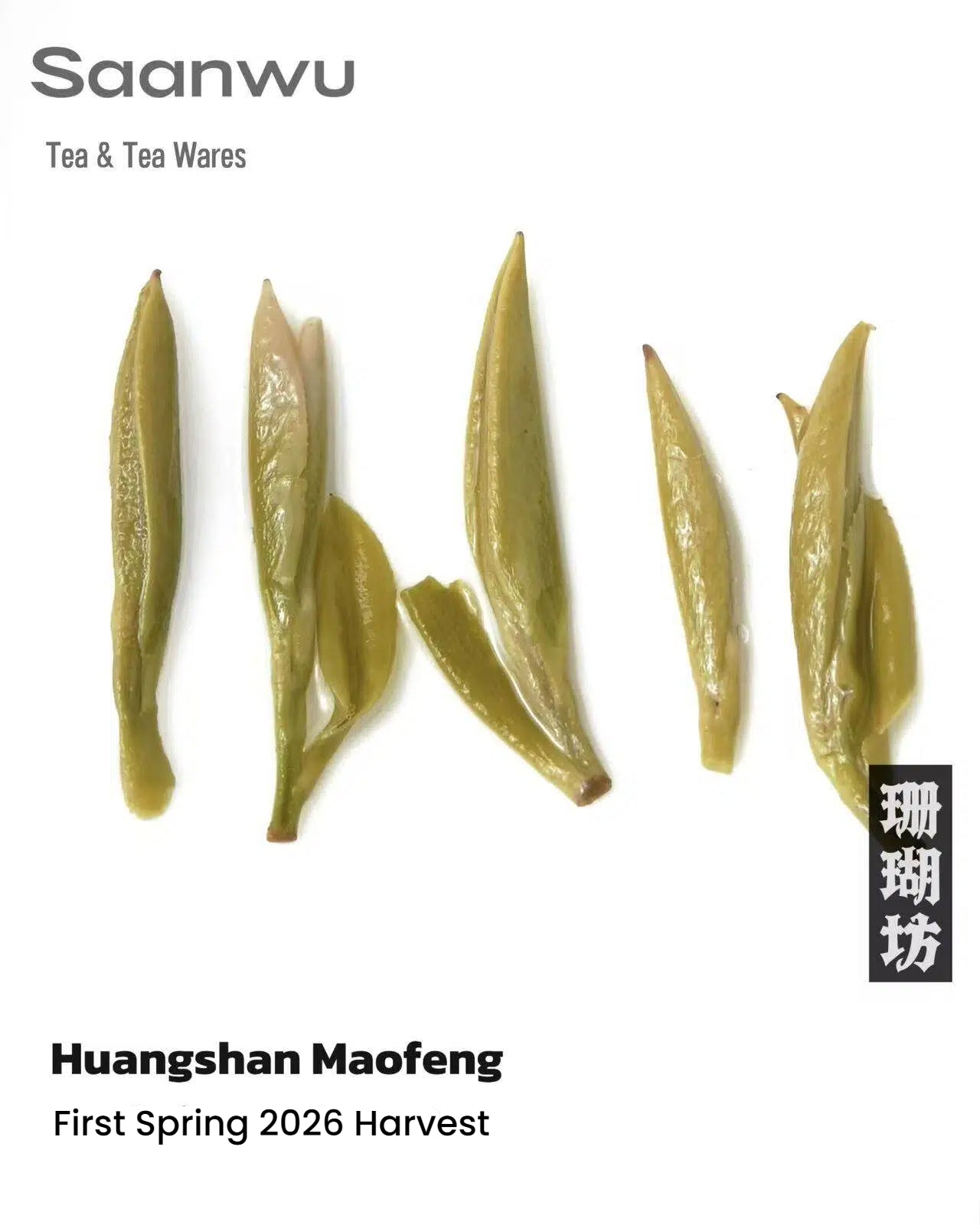 huangshan maofeng green tea first spring – Huangshan Maofeng Green Tea, First Spring 2026 Harvest by Kungfuyang