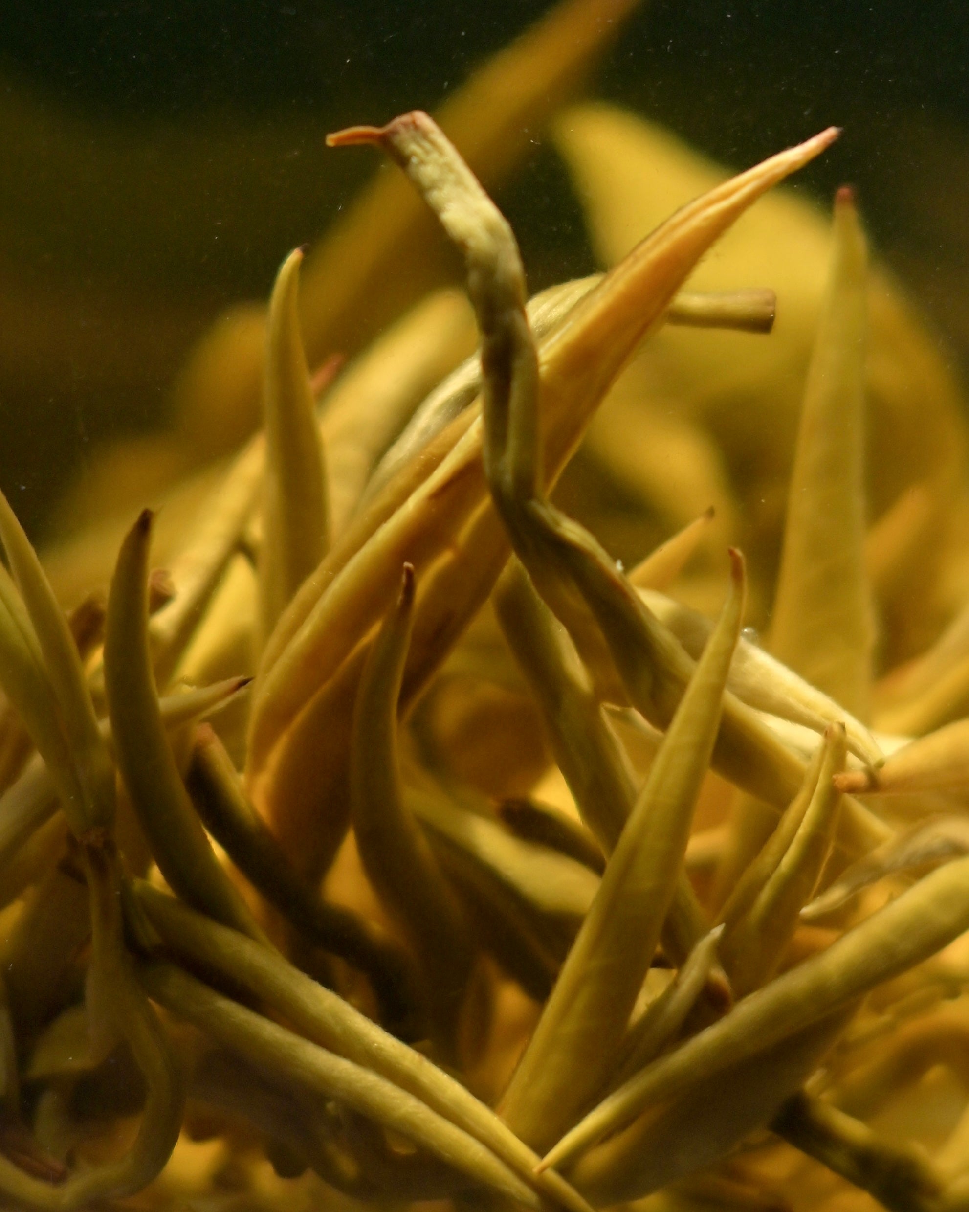 jasmine tea scenting process showcase – 2026 Spiral-Shaped Jasmine Tea by Kungfuyang