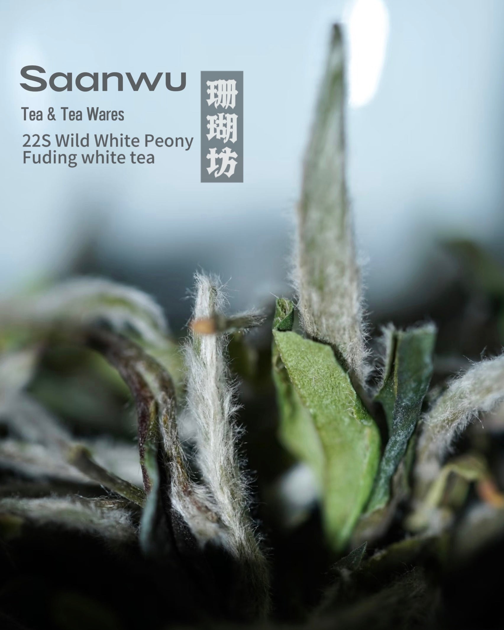 loose white tea bai mu dan – 2022 Wild-Grown White Peony Fuding White Tea by Kungfuyang