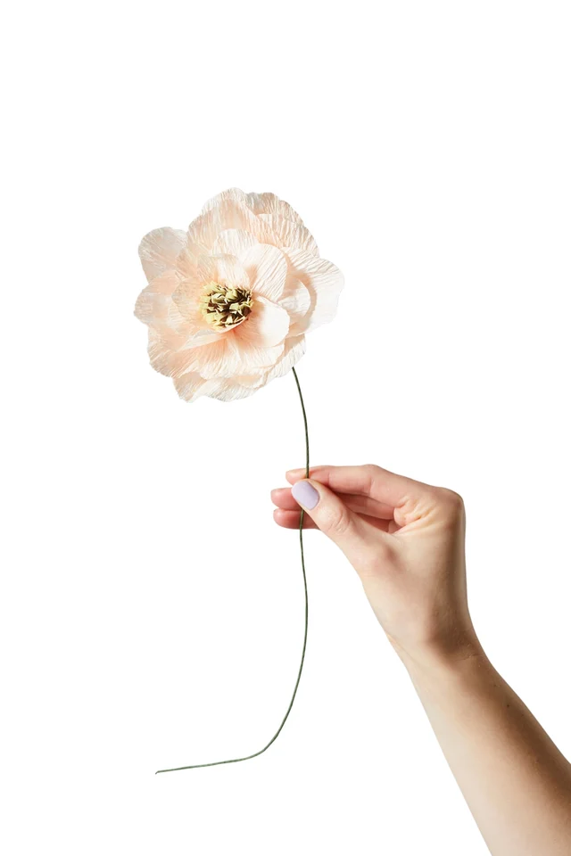 FLEUR EN PAPIER, COQUELICOT, NU