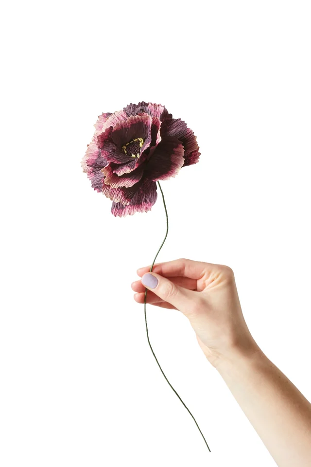 FLEUR DE PAPIER, PIVOINE, AUBERGINE
