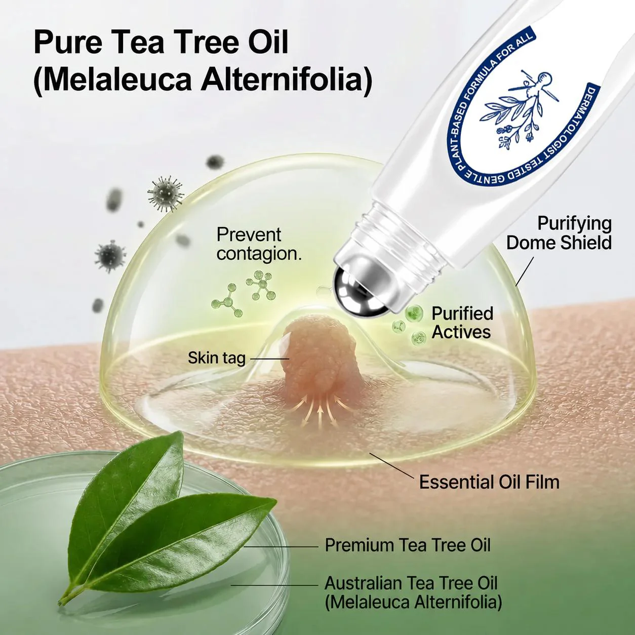 Tea tree oil botanical illustration