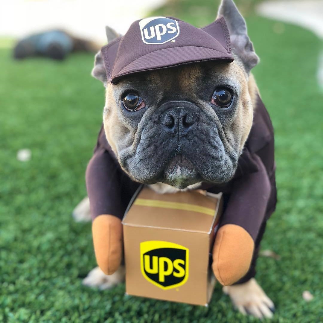 "PupPost" Delivery Driver Pet Cosplay Costume
