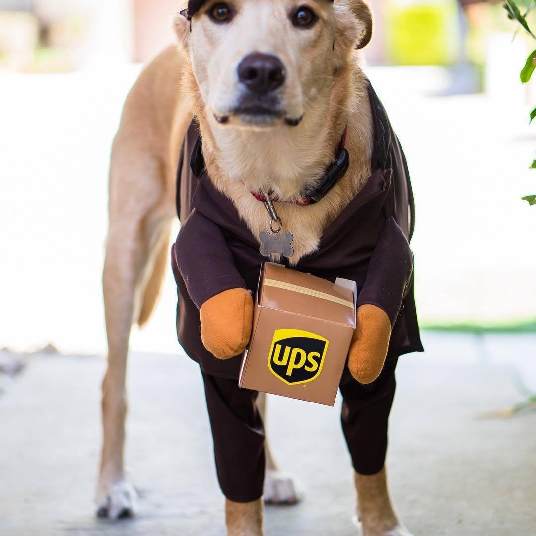"PupPost" Delivery Driver Pet Cosplay Costume