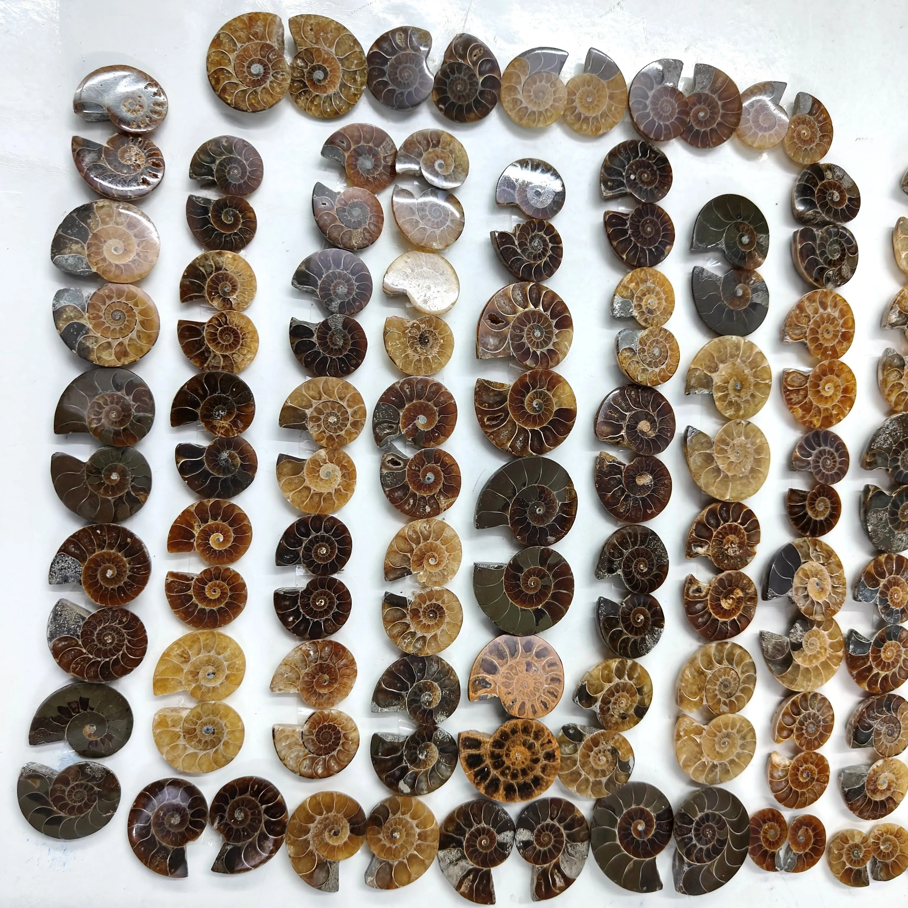 Hand Carved Natural Ammonite Crystal Conch Snail Fossils - Mineral Masterpiece
