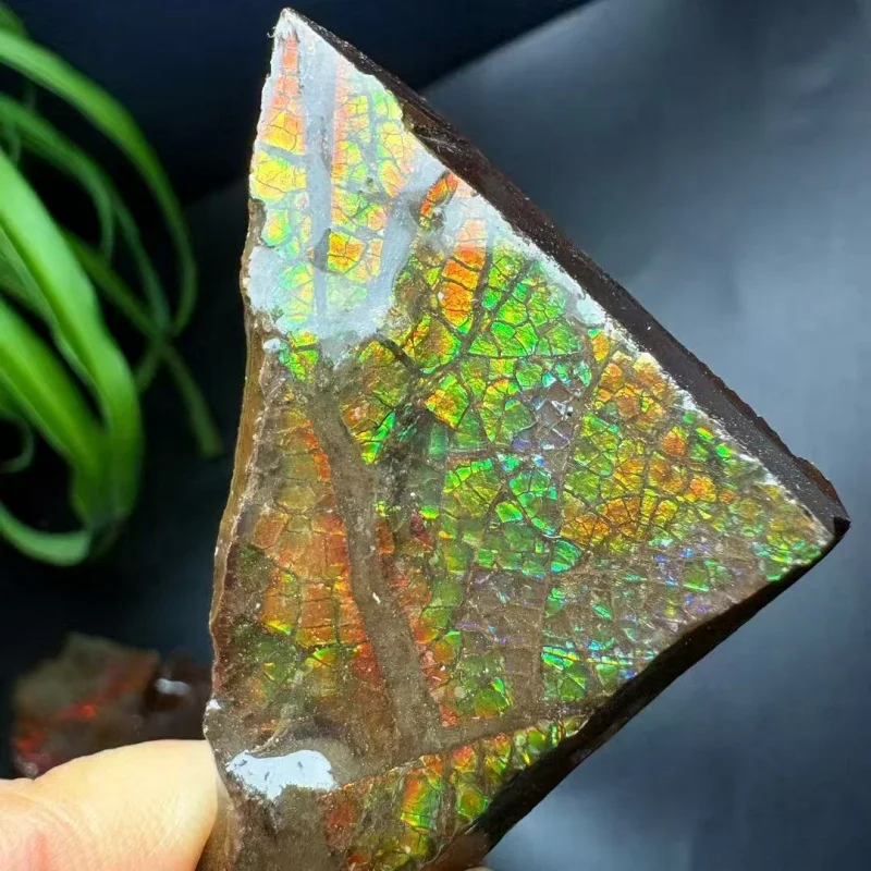 Real Canadian Ammonite Fossil Raw Colorful Ammolite Gemstone - Rainbow Mineral Art