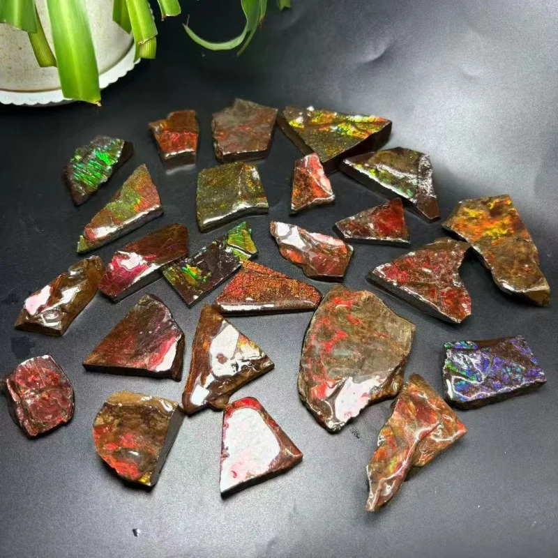 Real Canadian Ammonite Fossil Raw Colorful Ammolite Gemstone - Rainbow Mineral Art
