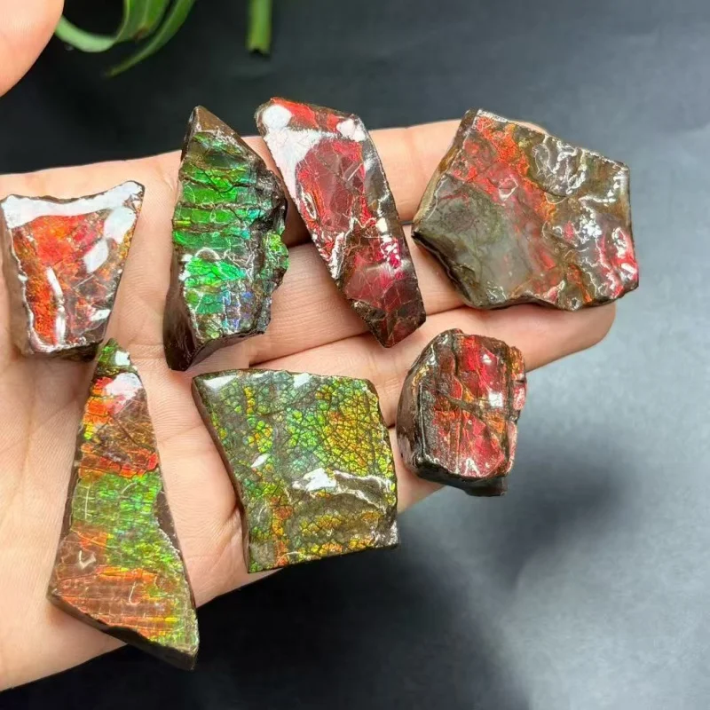 Real Canadian Ammonite Fossil Raw Colorful Ammolite Gemstone - Rainbow Mineral Art