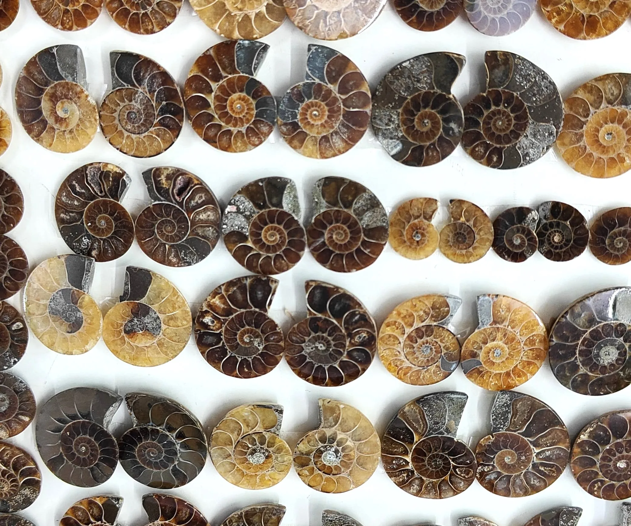 Hand Carved Natural Ammonite Crystal Conch Snail Fossils - Mineral Masterpiece