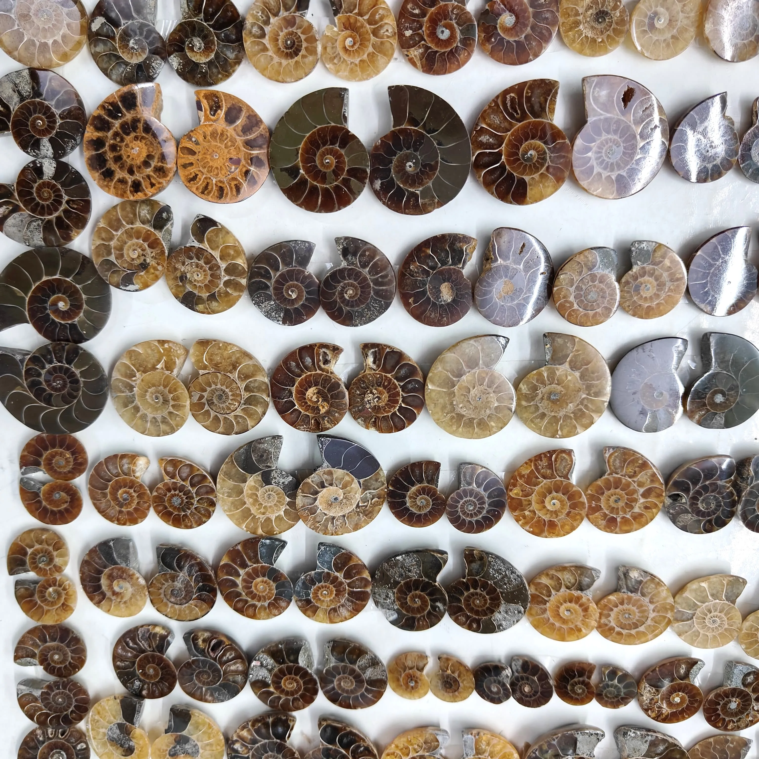 Hand Carved Natural Ammonite Crystal Conch Snail Fossils - Mineral Masterpiece