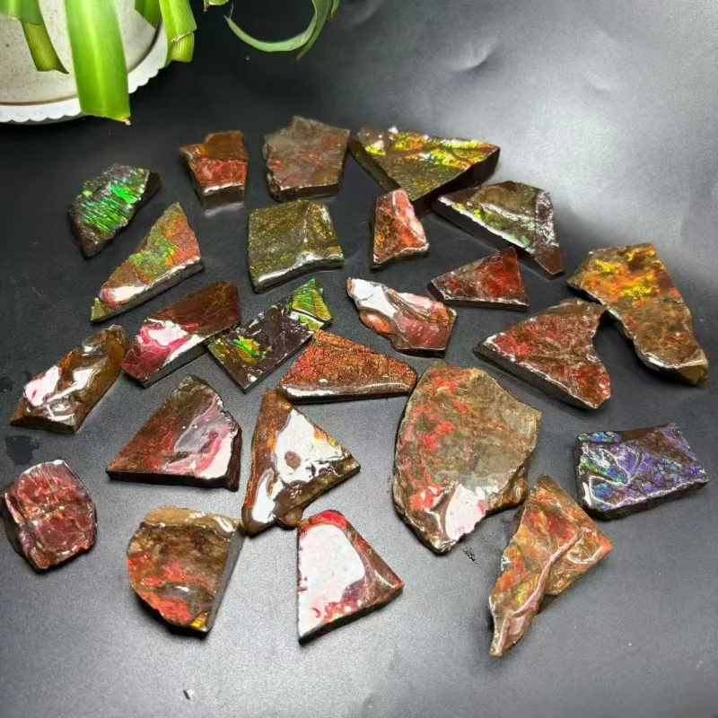 Real Canadian Ammonite Fossil Raw Colorful Ammolite Gemstone - Rainbow Mineral Art