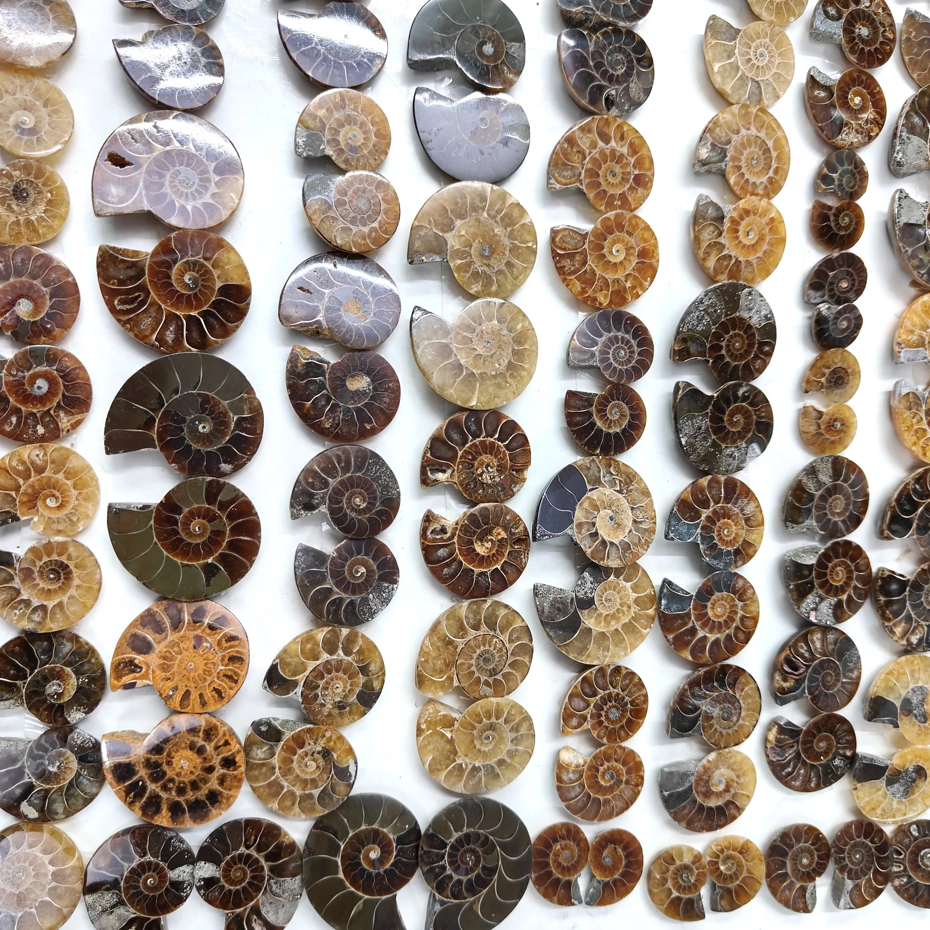 Hand Carved Natural Ammonite Crystal Conch Snail Fossils - Mineral Masterpiece