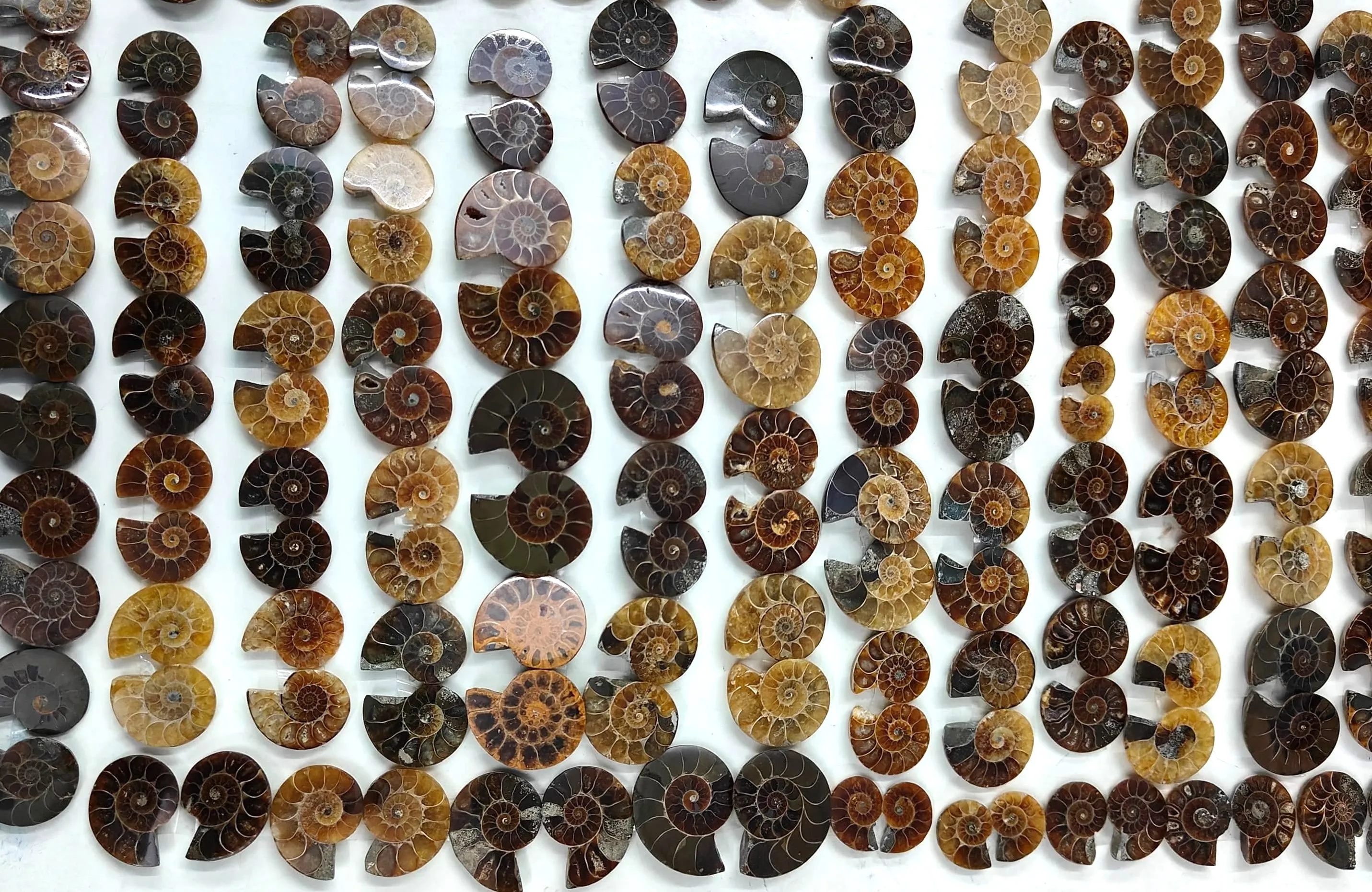 Hand Carved Natural Ammonite Crystal Conch Snail Fossils - Mineral Masterpiece