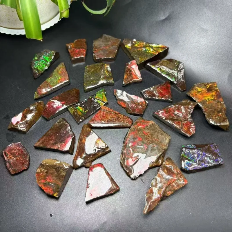 Real Canadian Ammonite Fossil Raw Colorful Ammolite Gemstone - Rainbow Mineral Art