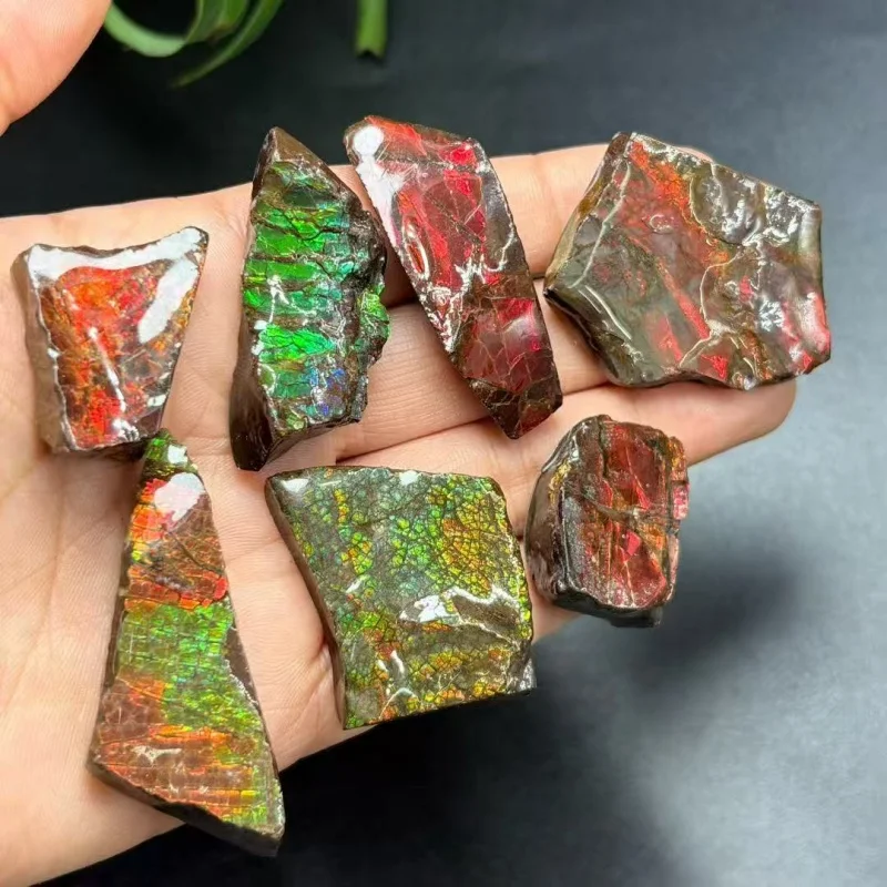 Real Canadian Ammonite Fossil Raw Colorful Ammolite Gemstone - Rainbow Mineral Art