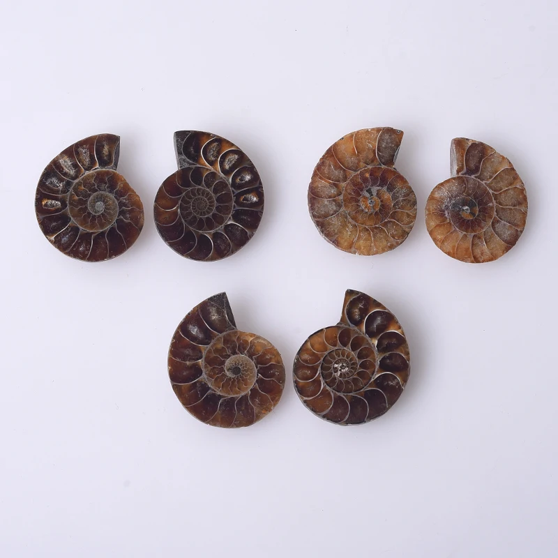 Natural Ammonite Fossil Mineral Specimen Slice - Snail Crystal Display Art
