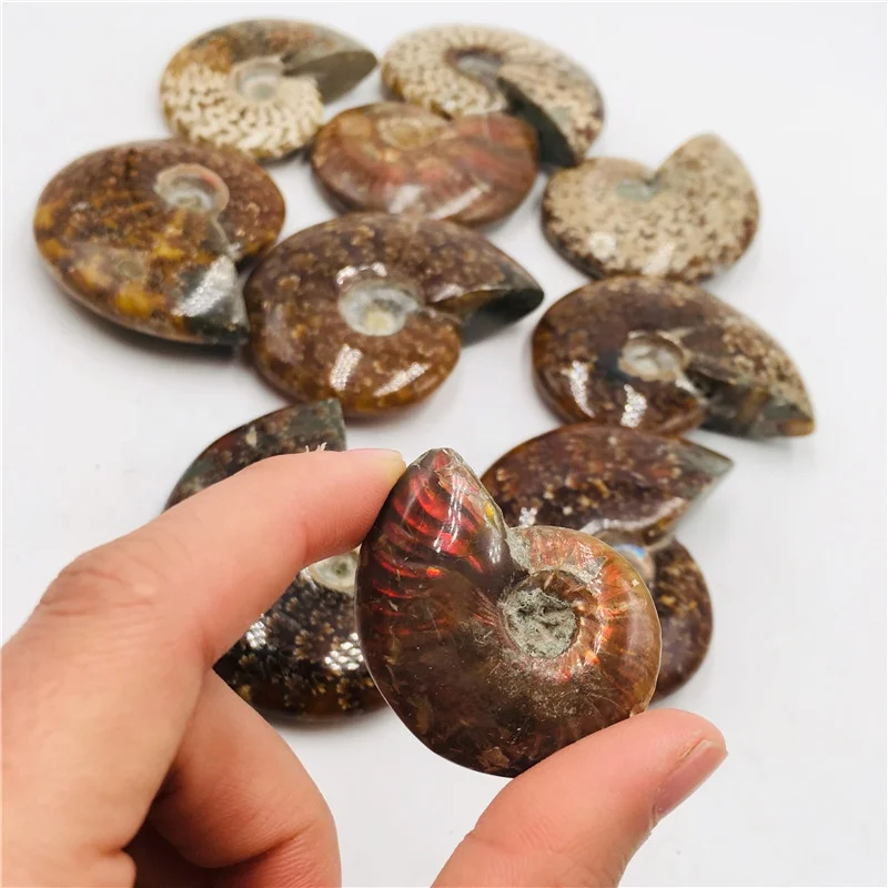 Natural Rainbow Ammonite Snail Mineral Specimens - Conch Fossil Home Display