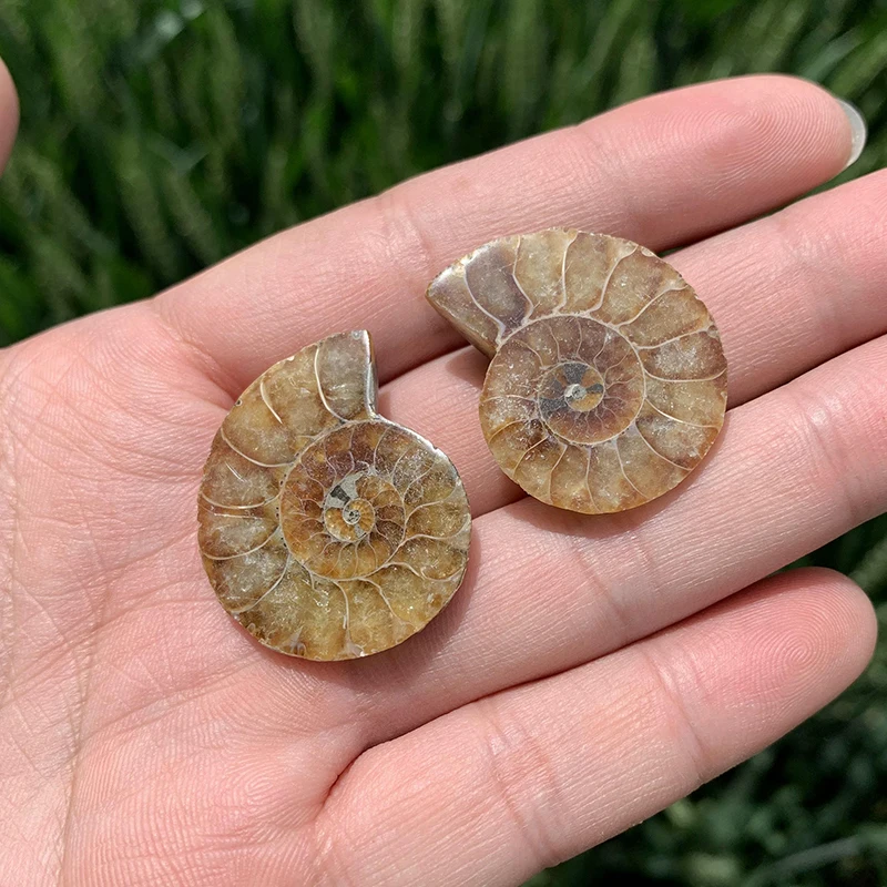 Natural Ammonite Fossil Mineral Specimen Slice - Snail Crystal Display Art