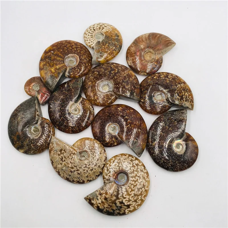Natural Rainbow Ammonite Snail Mineral Specimens - Conch Fossil Home Display