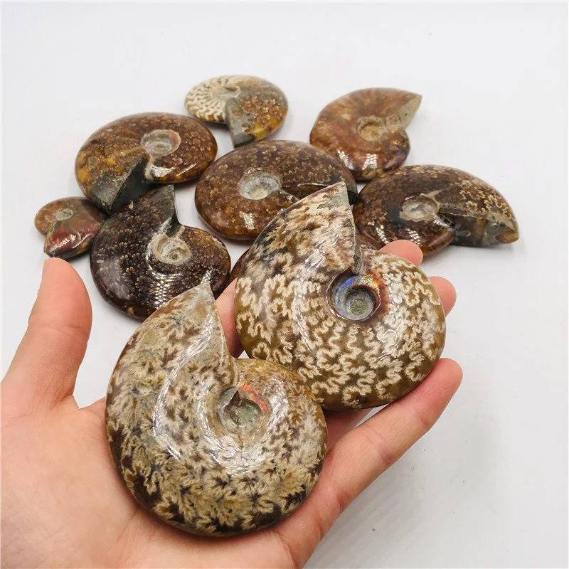 Natural Rainbow Ammonite Snail Mineral Specimens - Conch Fossil Home Display