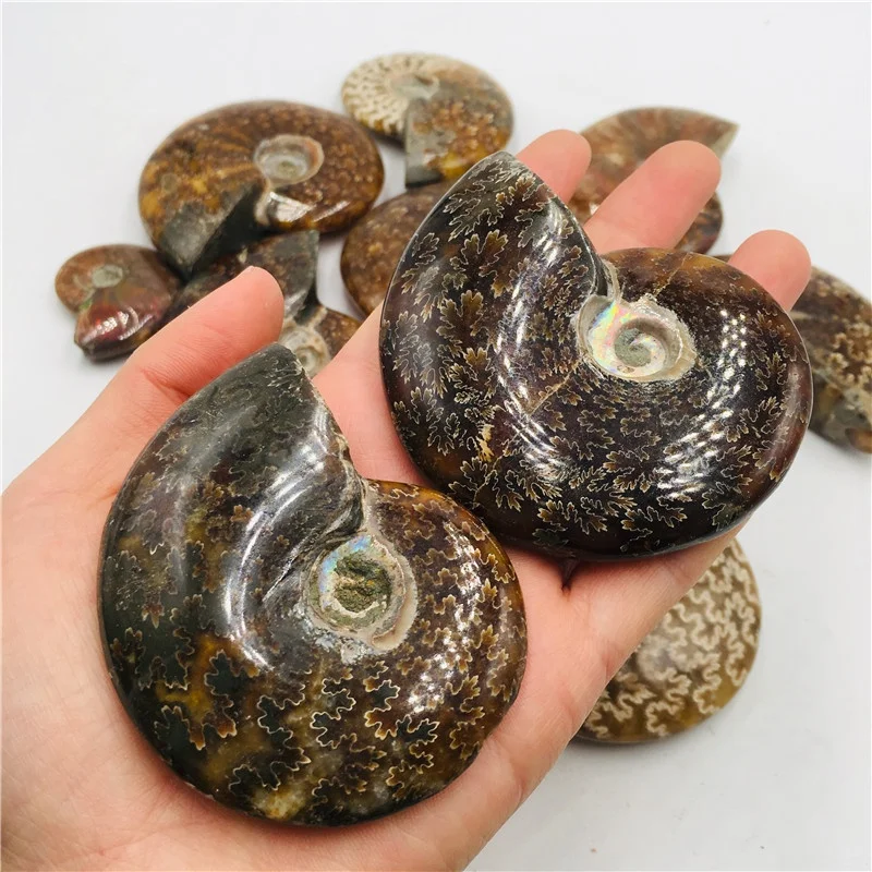 Natural Rainbow Ammonite Snail Mineral Specimens - Conch Fossil Home Display