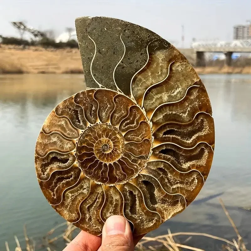 Natural Gemstone Mineral Ammonite Snail Fossils Crystal Slice - Angel Wing Display