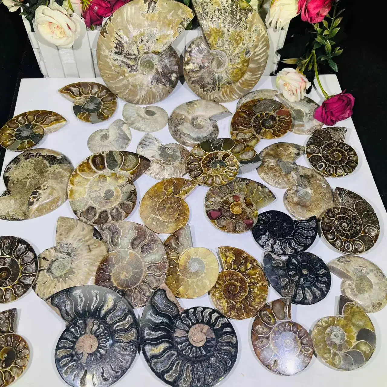 Hot Sale Natural Raw Crystal Ammonite Fossil Pair - Shell Cube Mineral Specimen