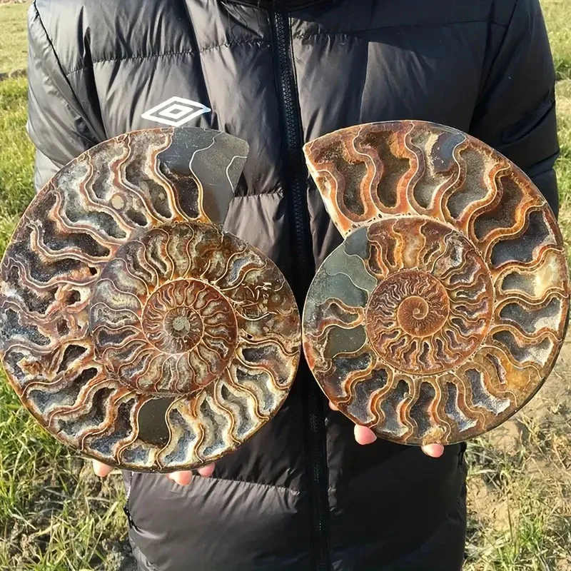 Natural Gemstone Mineral Ammonite Snail Fossils Crystal Slice - Angel Wing Display