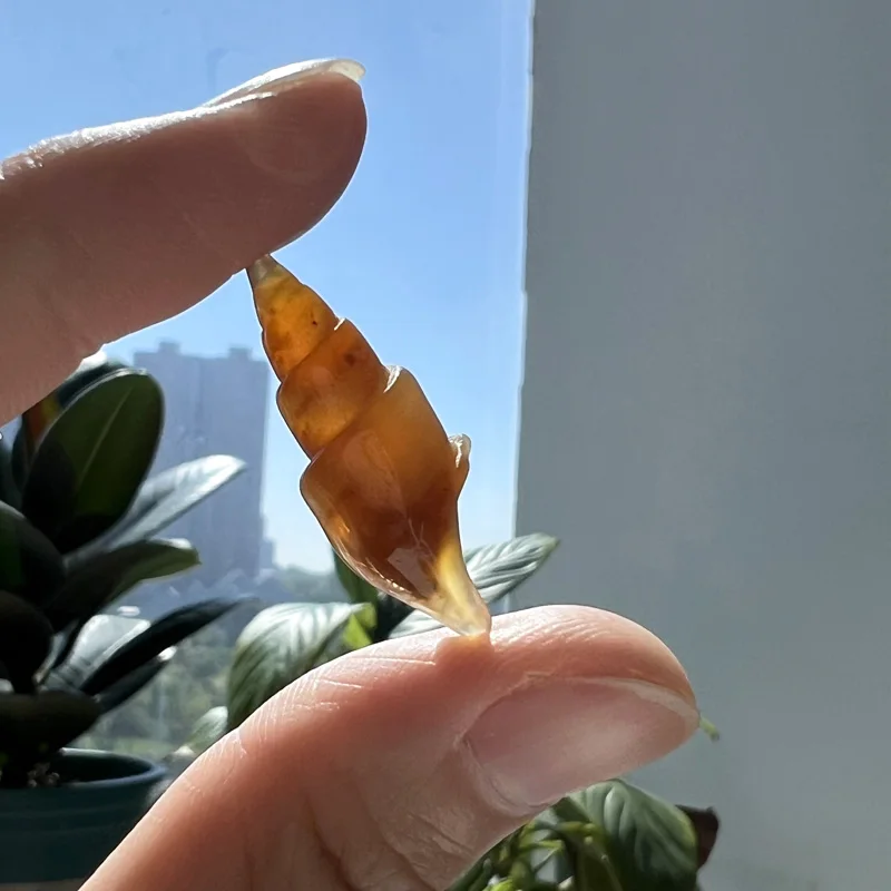 Hot Sales Polished Natural Snail Fossil Specimen - Healing Stone Exhibition Piece