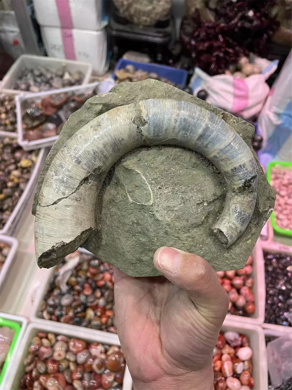 Natural Ammonite Fossil Mineral Specimen Slice - Striped Pattern Feng Shui Decor